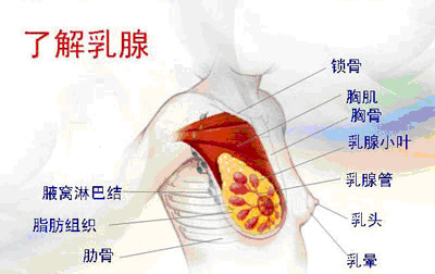 了解乳腺