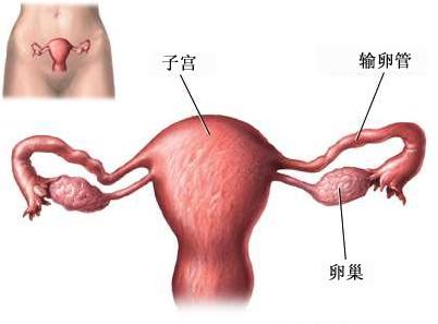 　　输卵管堵塞会痛吗？