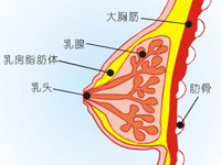 坚持母乳喂养，能够防止乳腺癌