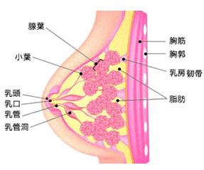 治疗乳腺疾病首选呼和浩特二轻妇科医院！